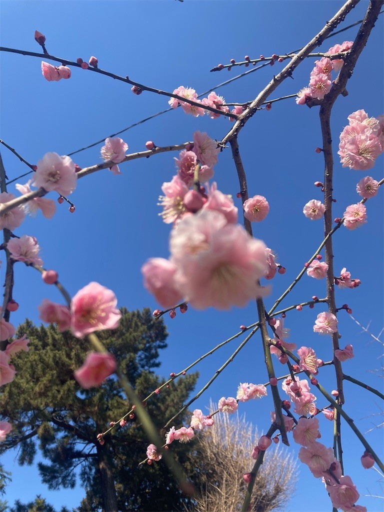 f:id:Magnoliarida:20220227105737j:image