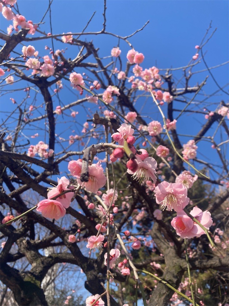 f:id:Magnoliarida:20220227105741j:image