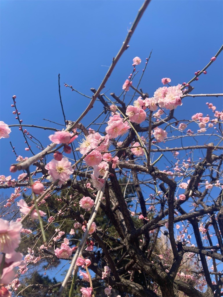 f:id:Magnoliarida:20220227105744j:image