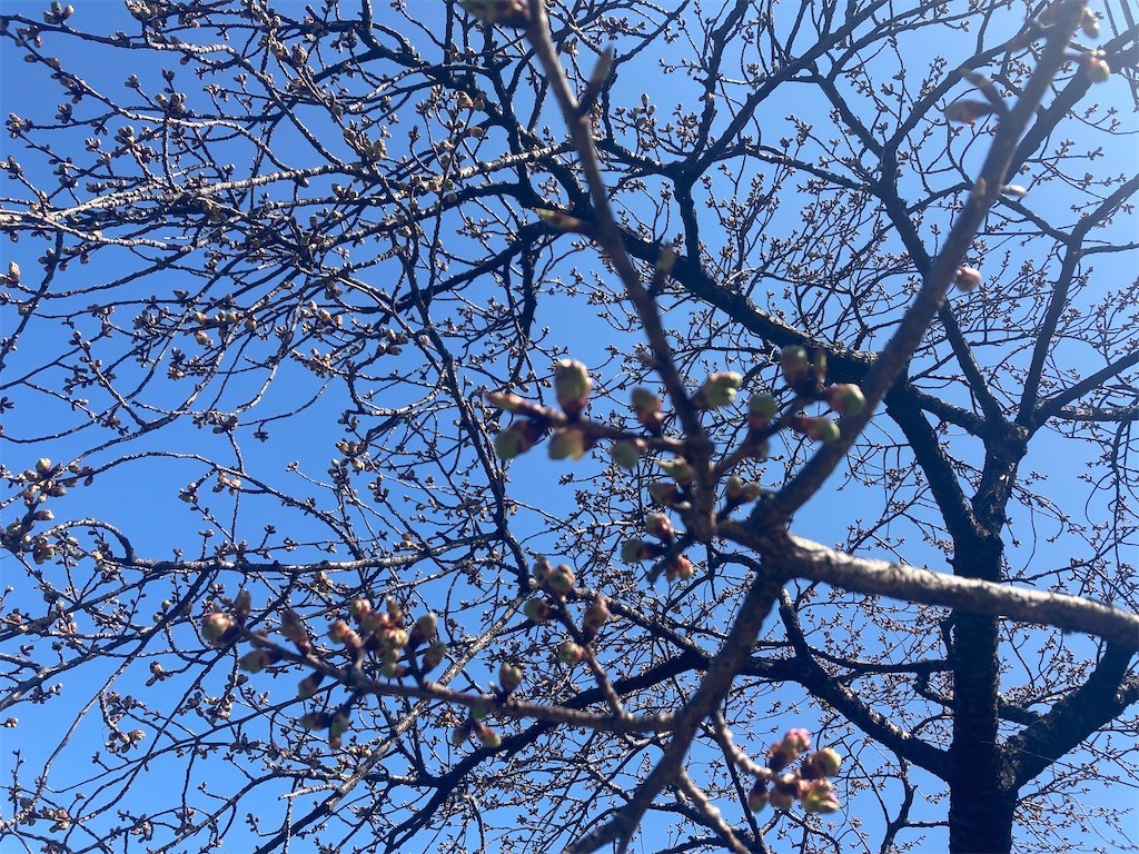 f:id:Magnoliarida:20220227105824j:image