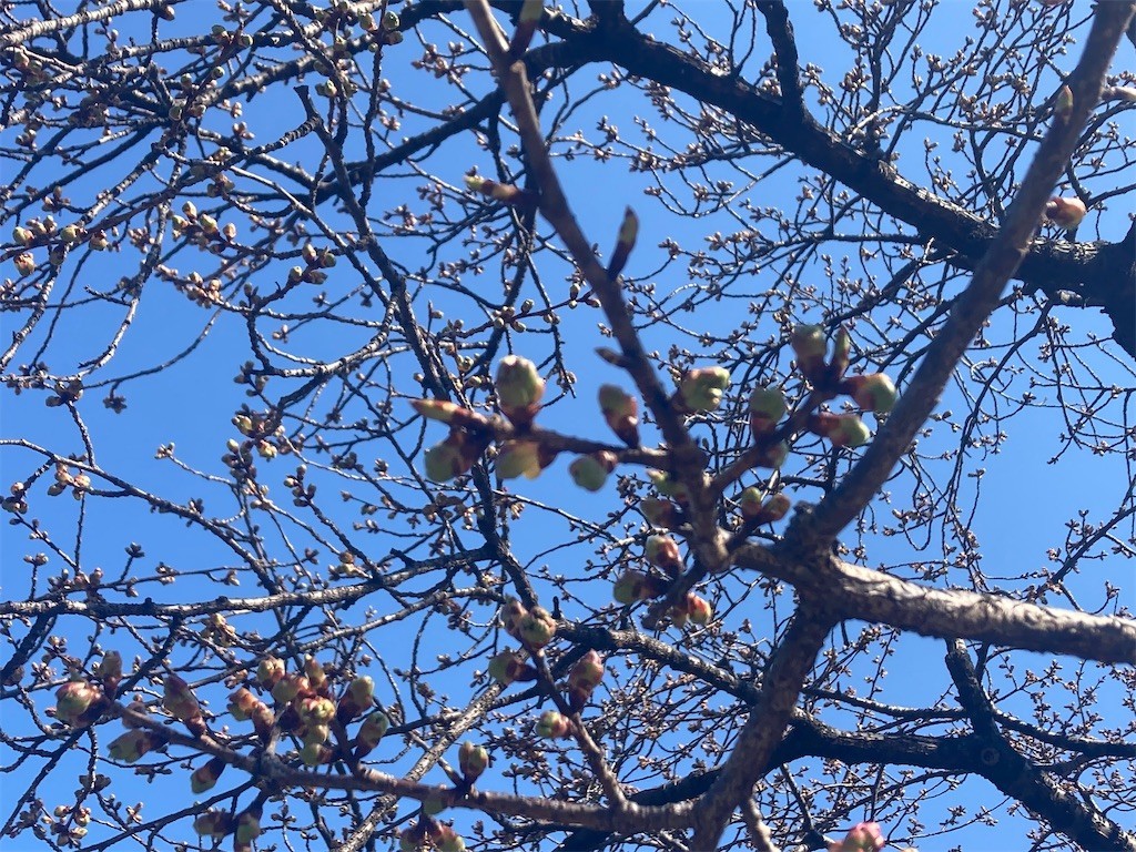 f:id:Magnoliarida:20220227105830j:image