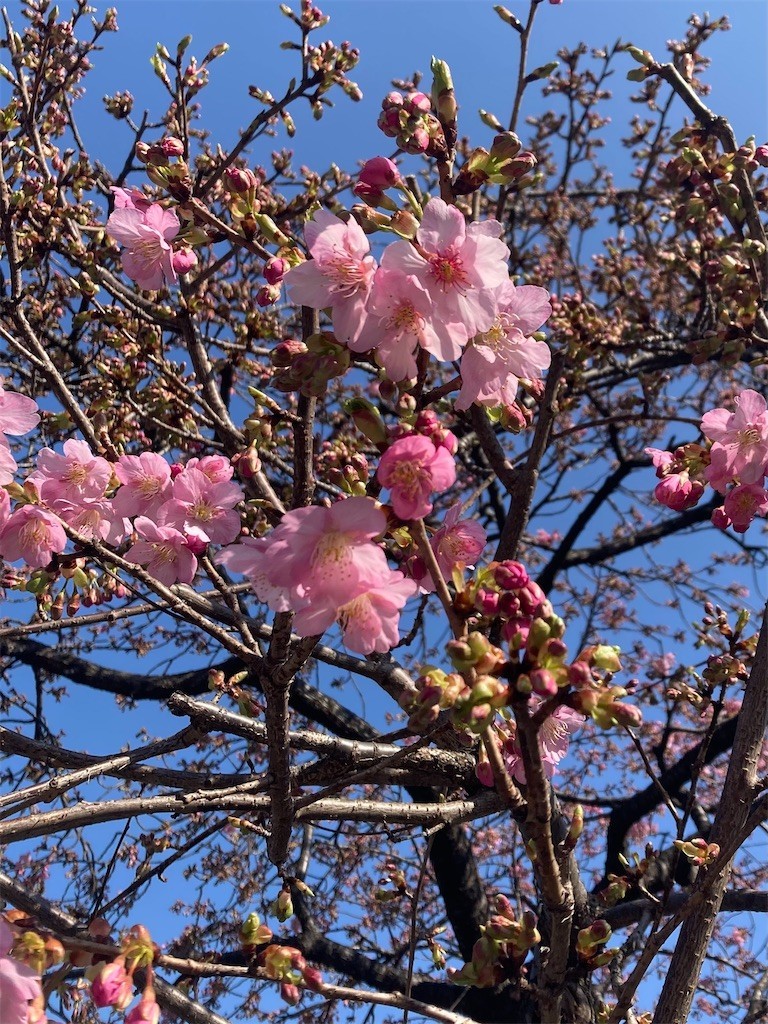 f:id:Magnoliarida:20220305100946j:image