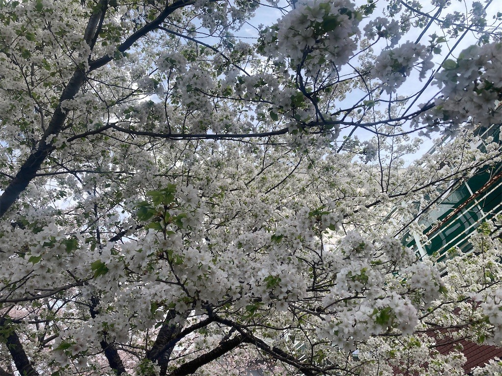 f:id:Magnoliarida:20220401160754j:image