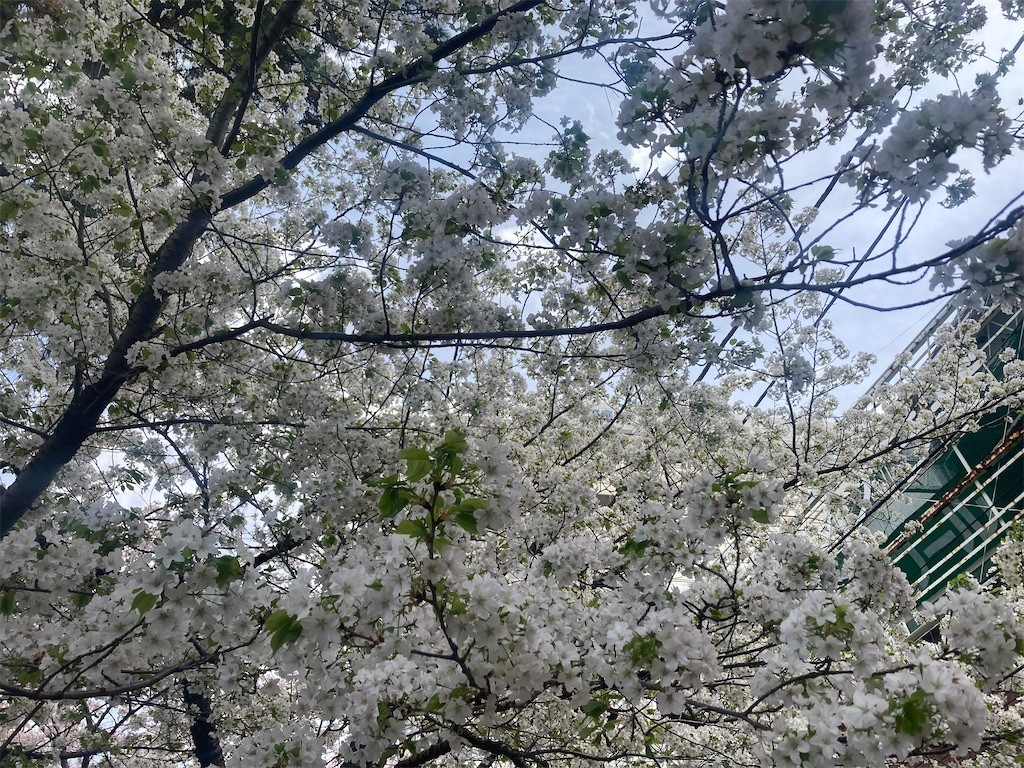 f:id:Magnoliarida:20220401160800j:image