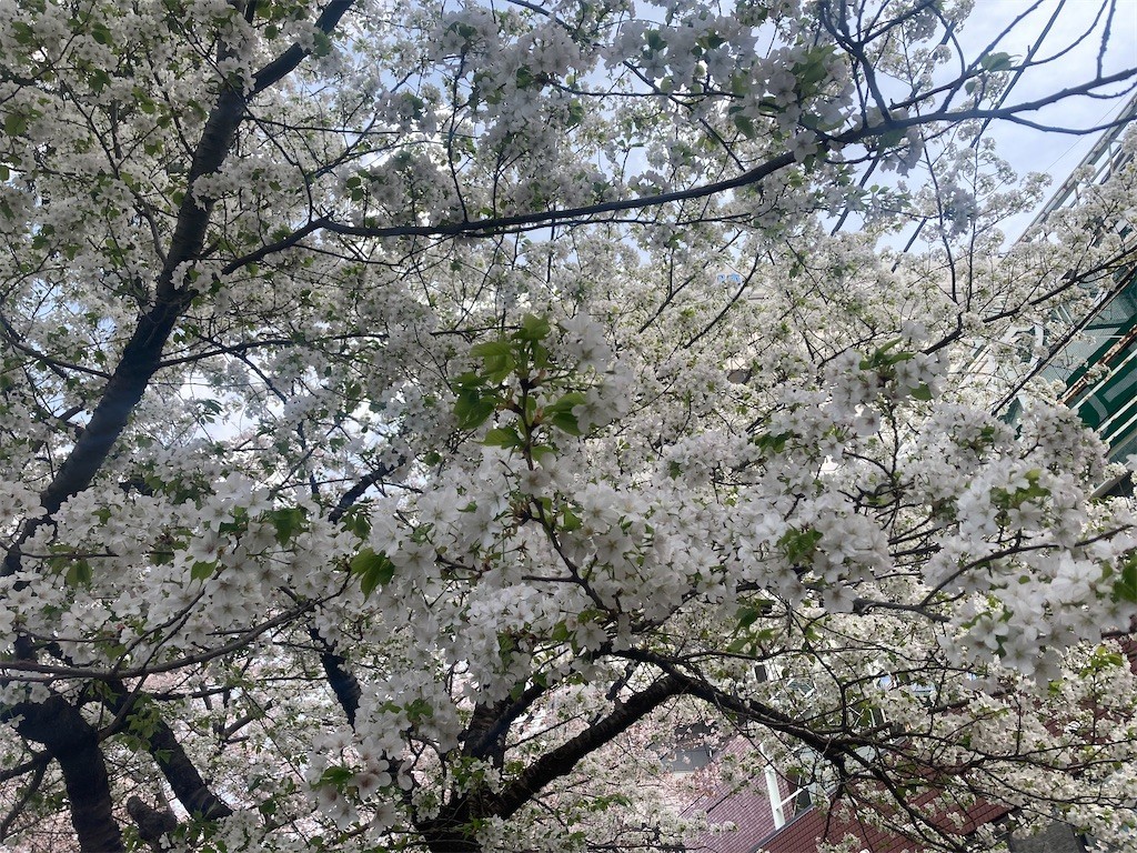 f:id:Magnoliarida:20220401160806j:image