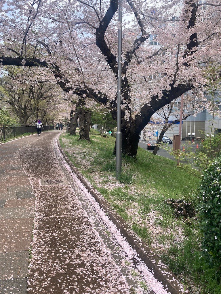 f:id:Magnoliarida:20220401160813j:image