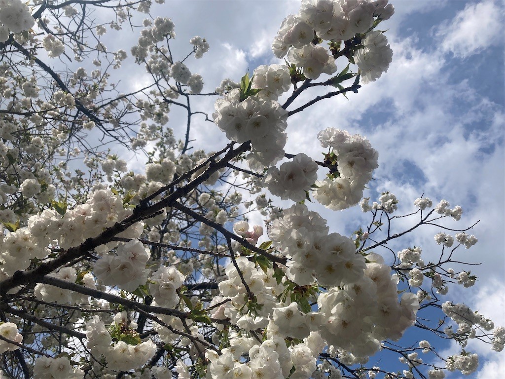 f:id:Magnoliarida:20220401160822j:image