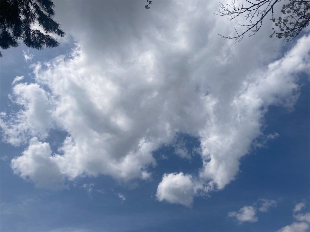 f:id:Magnoliarida:20220401165209j:image