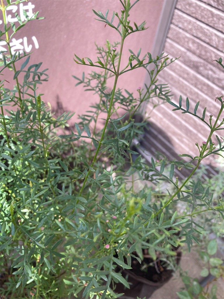 f:id:Magnoliarida:20220409101034j:image