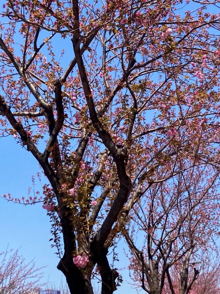 f:id:Magnoliarida:20220410194605j:image f:id:Magnoliarida:20220410194605j:image