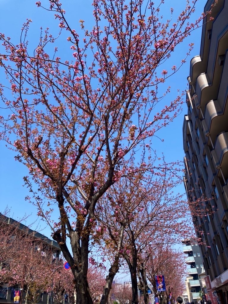 f:id:Magnoliarida:20220410194608j:image f:id:Magnoliarida:20220410194608j:image