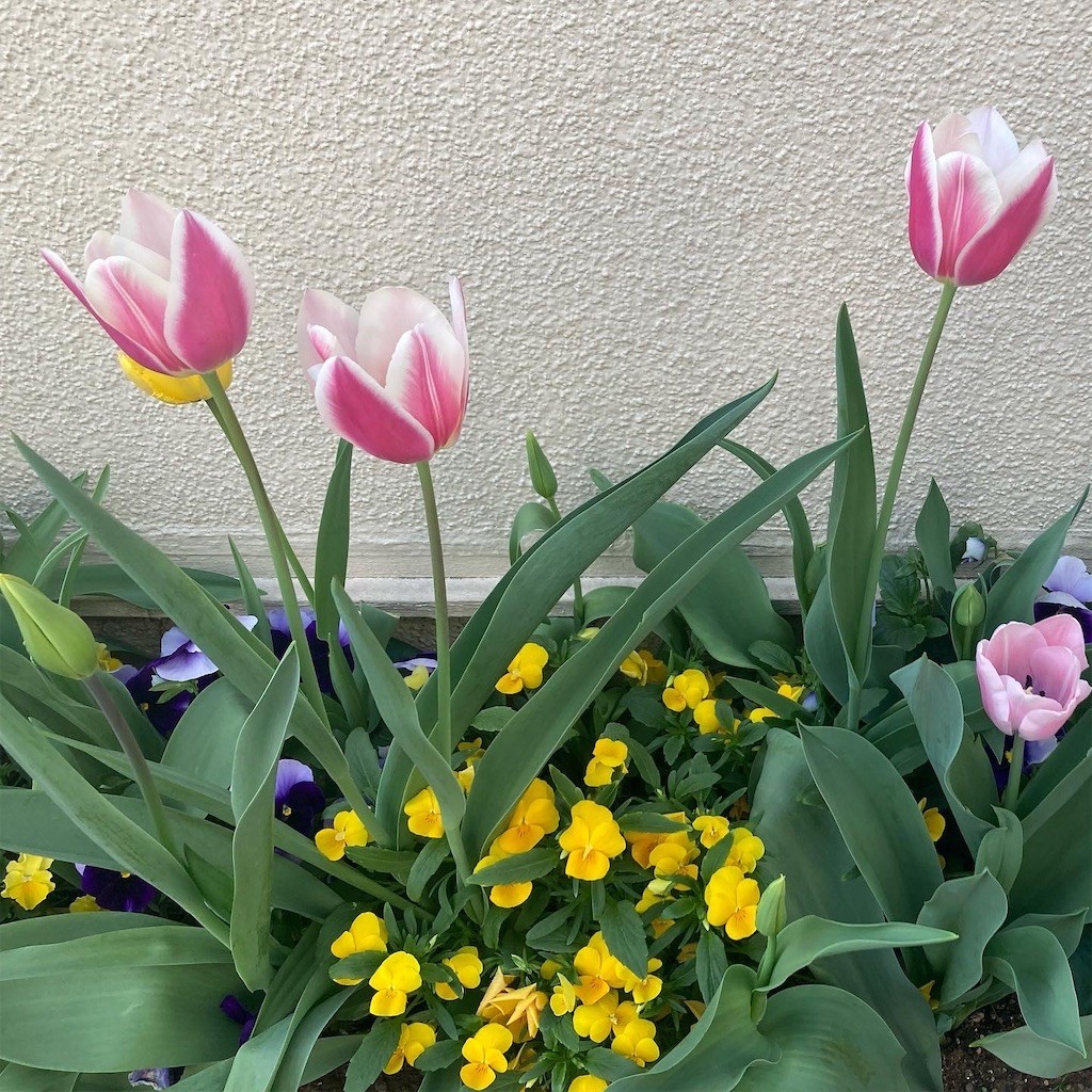 f:id:Magnoliarida:20220412084941j:image f:id:Magnoliarida:20220412084941j:image