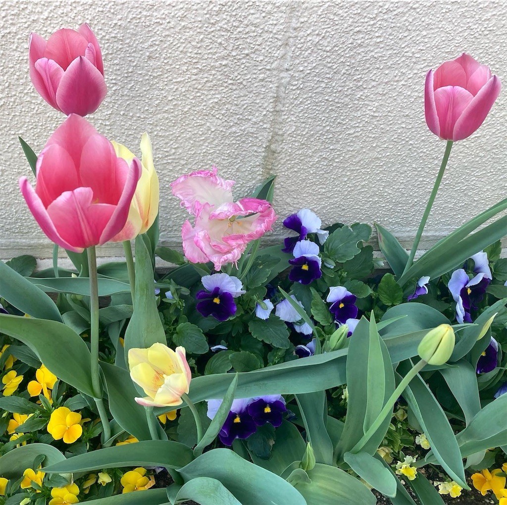 f:id:Magnoliarida:20220412084955j:image f:id:Magnoliarida:20220412084955j:image