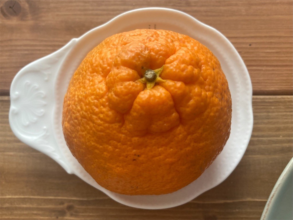 f:id:Magnoliarida:20220419111011j:image