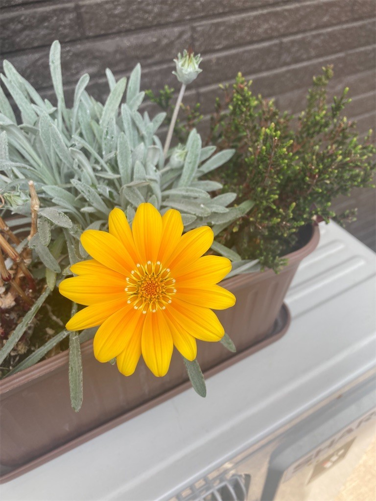 f:id:Magnoliarida:20220419120105j:image