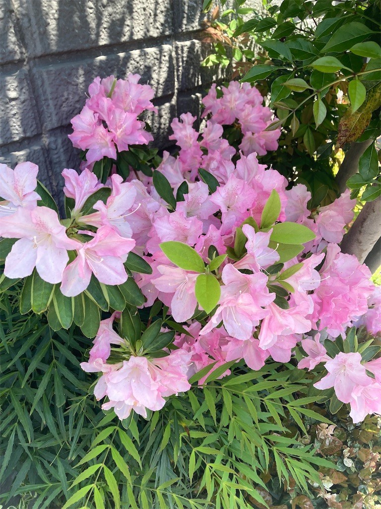 f:id:Magnoliarida:20220423131051j:image f:id:Magnoliarida:20220423131051j:image