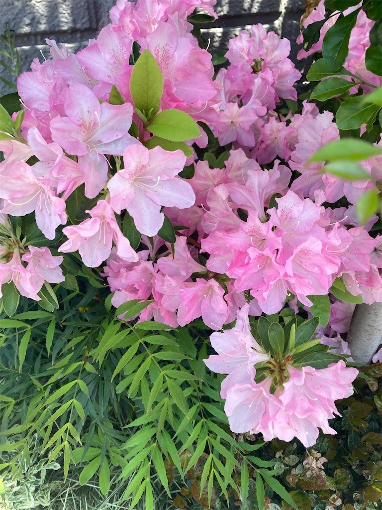 f:id:Magnoliarida:20220423131055j:image f:id:Magnoliarida:20220423131055j:image