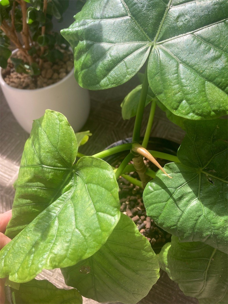 f:id:Magnoliarida:20220703095619j:image f:id:Magnoliarida:20220703095619j:image