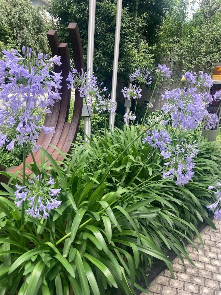 f:id:Magnoliarida:20220708225030j:image