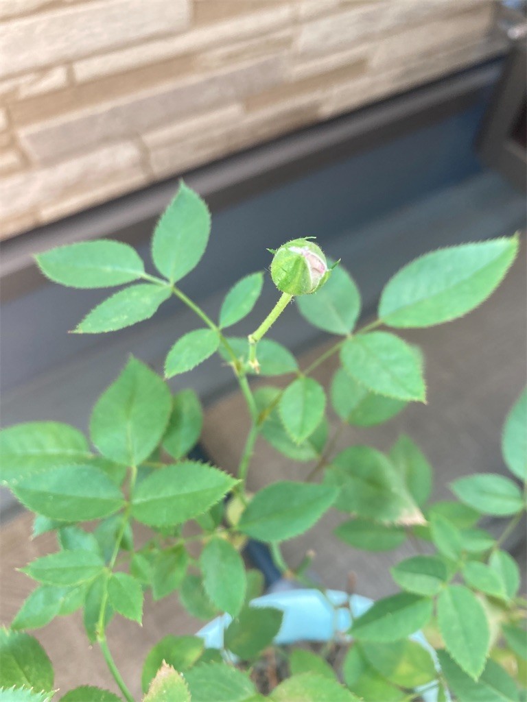 f:id:Magnoliarida:20220711083203j:image