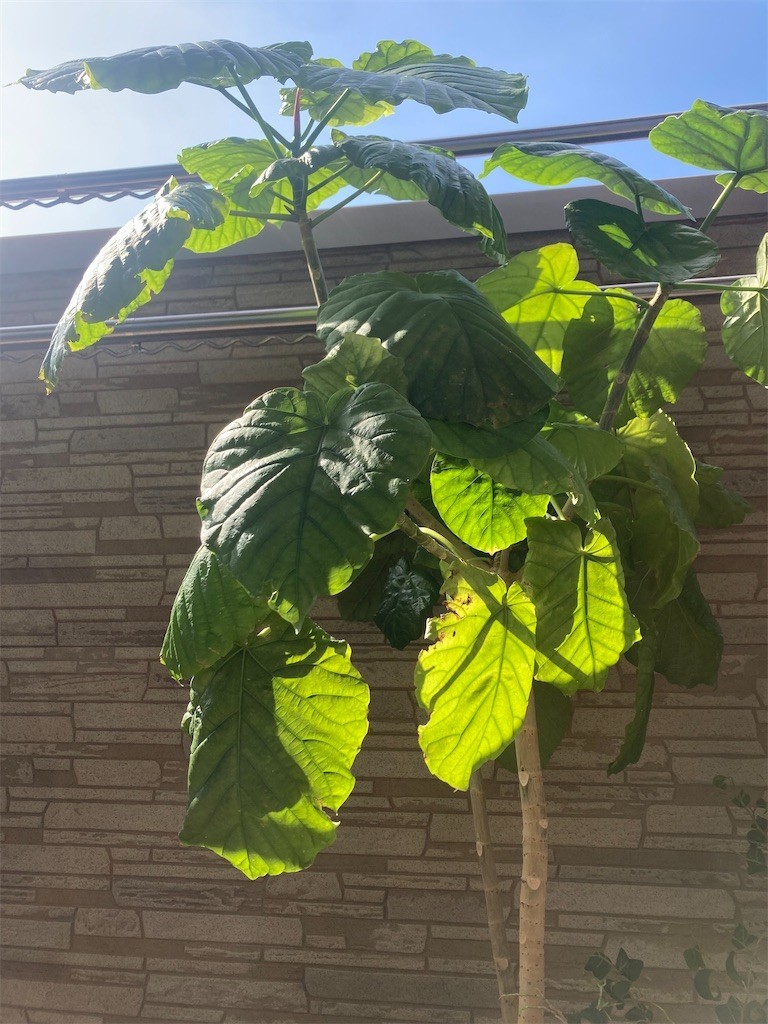 f:id:Magnoliarida:20220730083129j:image