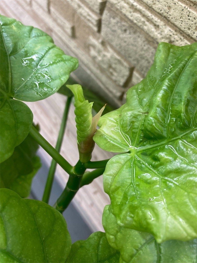 f:id:Magnoliarida:20220730083144j:image