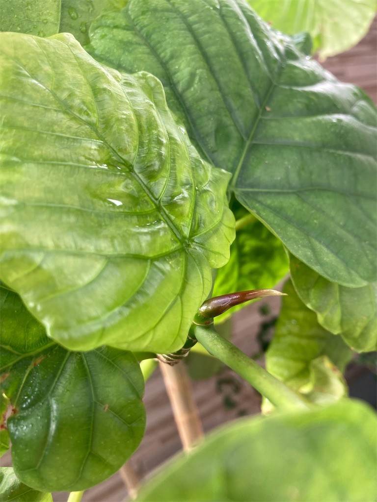 f:id:Magnoliarida:20220730083214j:image