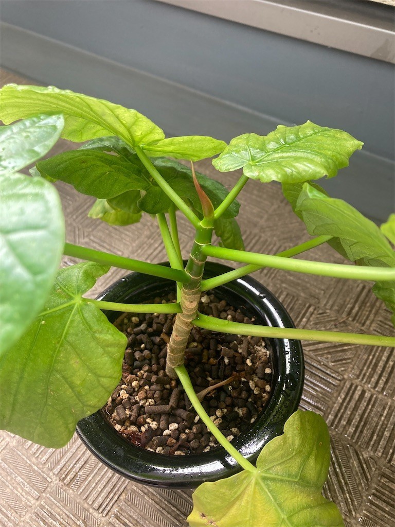 f:id:Magnoliarida:20220730083217j:image