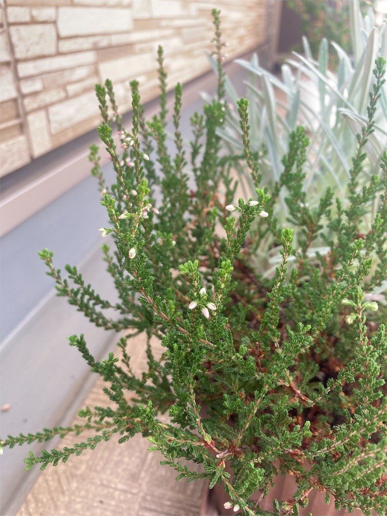 f:id:Magnoliarida:20220730083225j:image