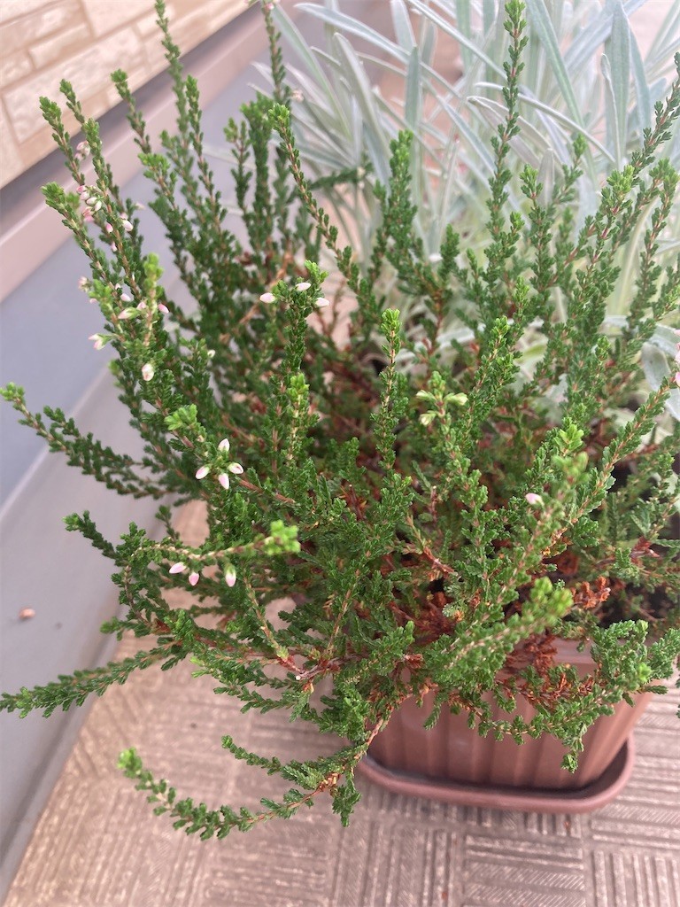 f:id:Magnoliarida:20220730083228j:image