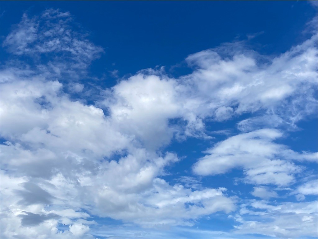 f:id:Magnoliarida:20220812083539j:image