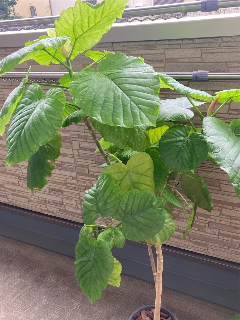 f:id:Magnoliarida:20220821070702j:image