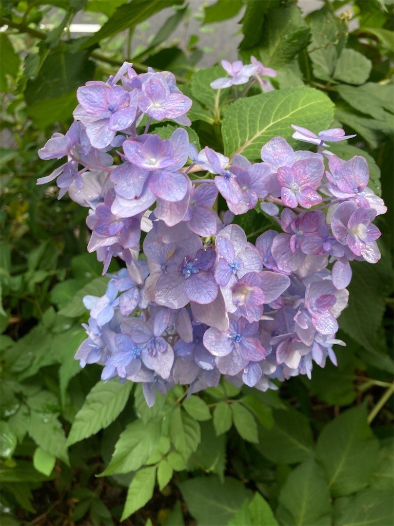 f:id:Magnoliarida:20220920110446j:image