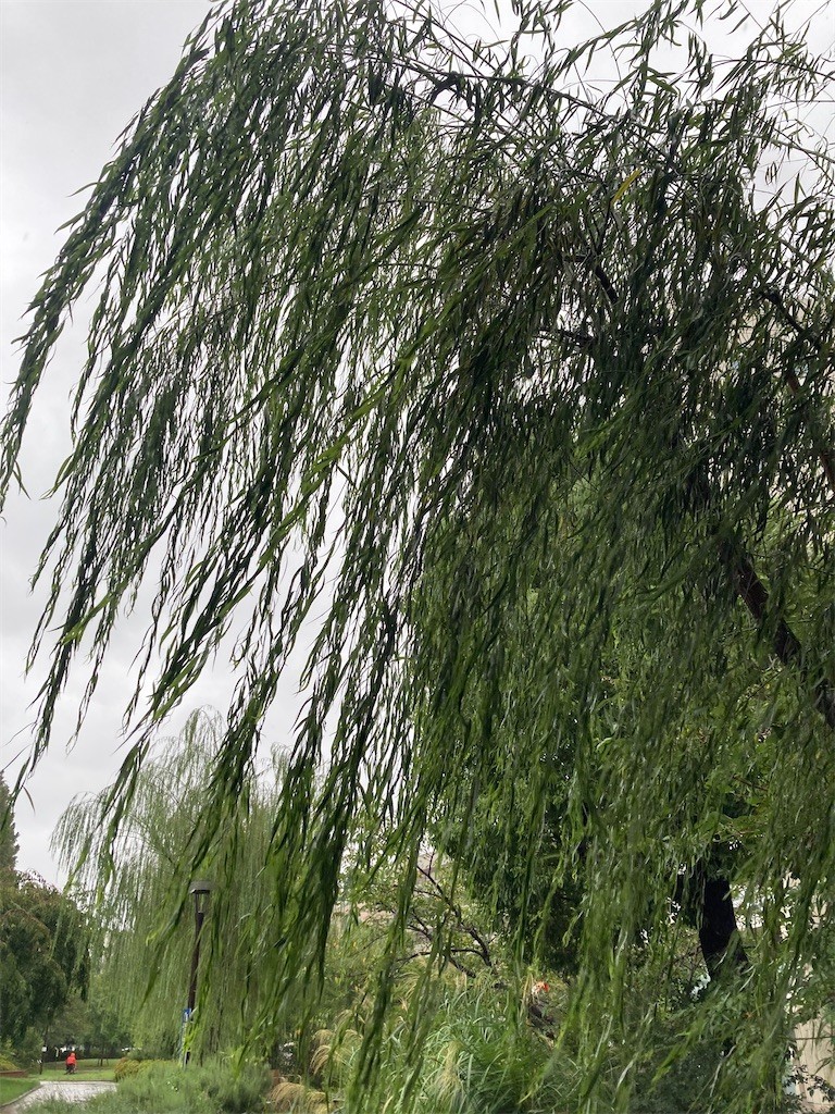 f:id:Magnoliarida:20220920111115j:image