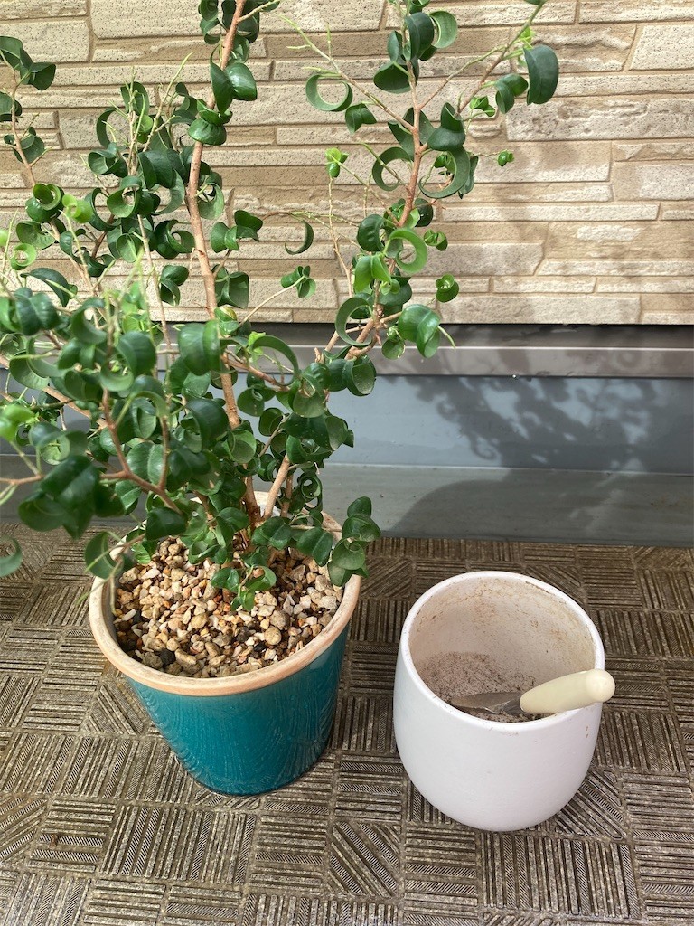 f:id:Magnoliarida:20220925082135j:image f:id:Magnoliarida:20220925082135j:image