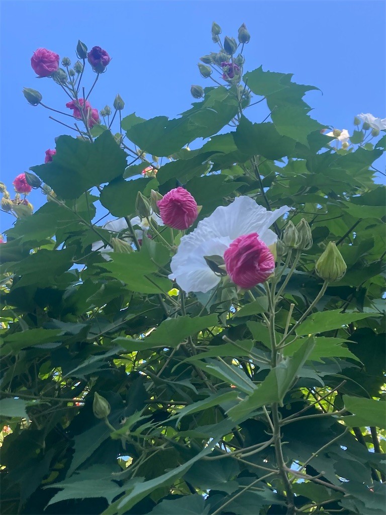 f:id:Magnoliarida:20220928084242j:image