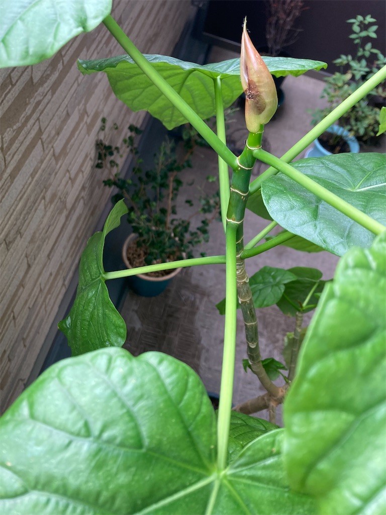 f:id:Magnoliarida:20221010091413j:image