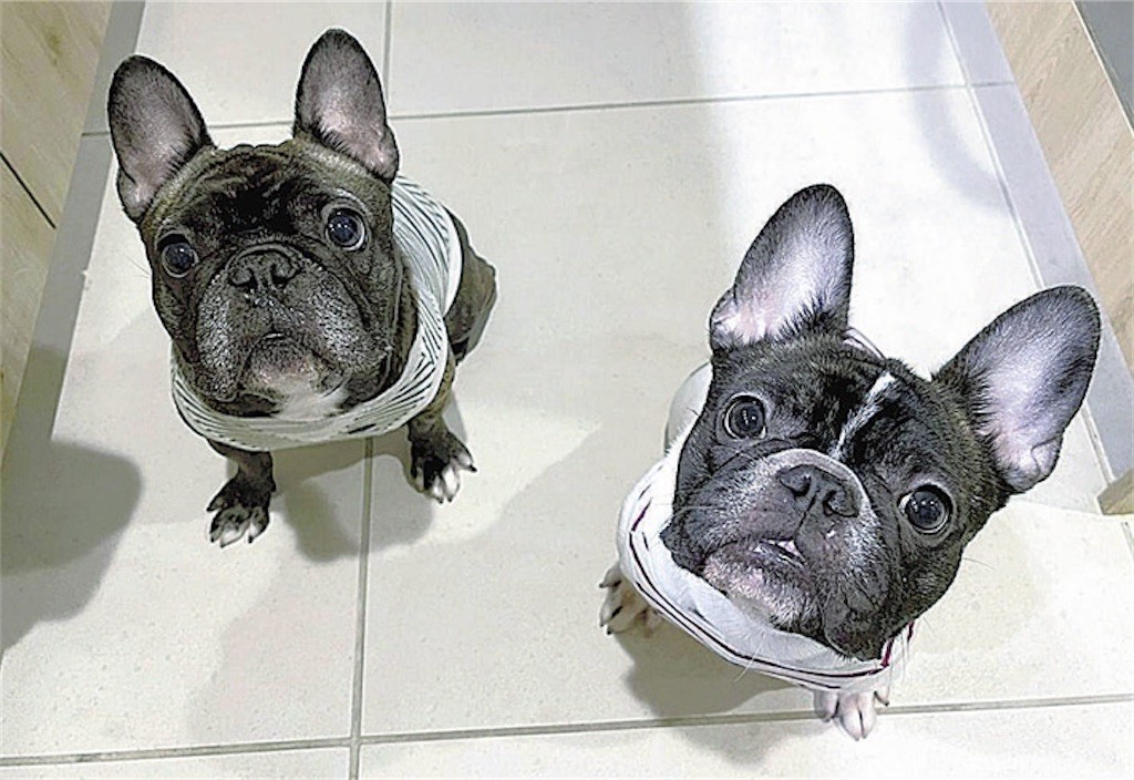 f:id:Magnoliarida:20221116002411j:image f:id:Magnoliarida:20221116002411j:image