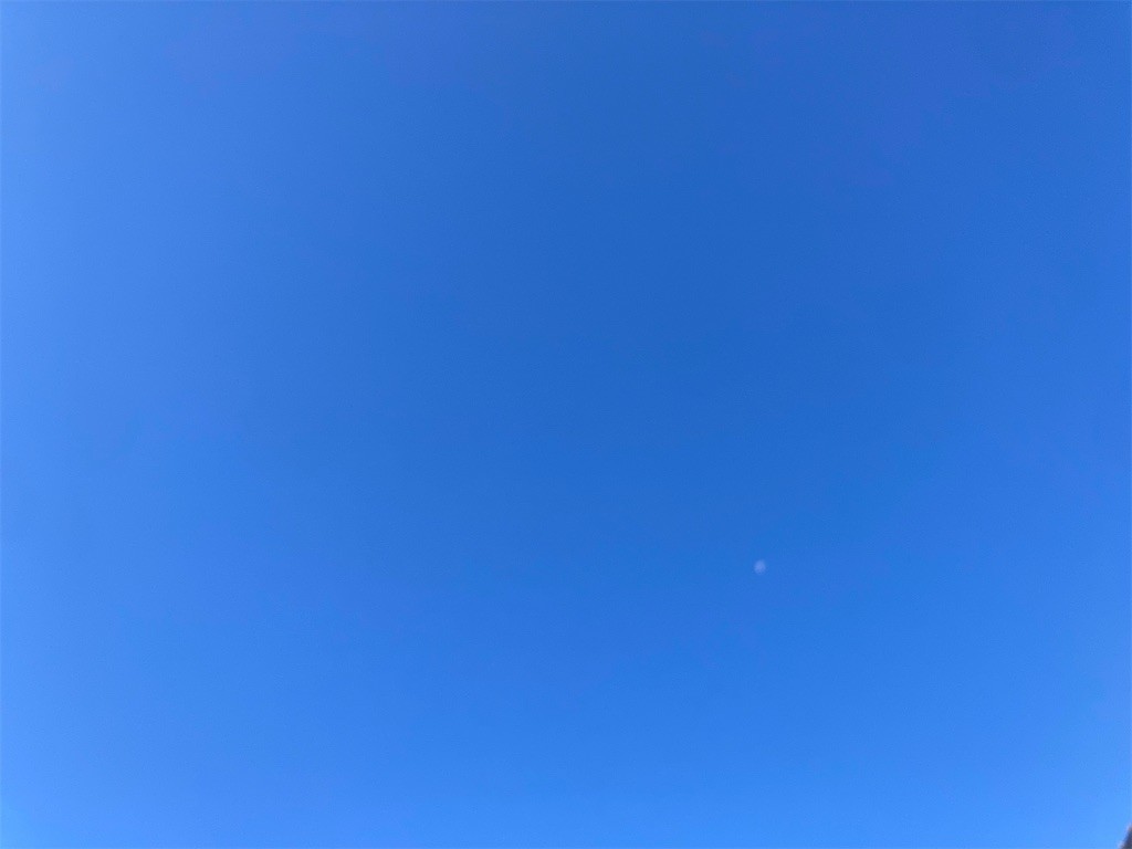 f:id:Magnoliarida:20221116082944j:image f:id:Magnoliarida:20221116082944j:image