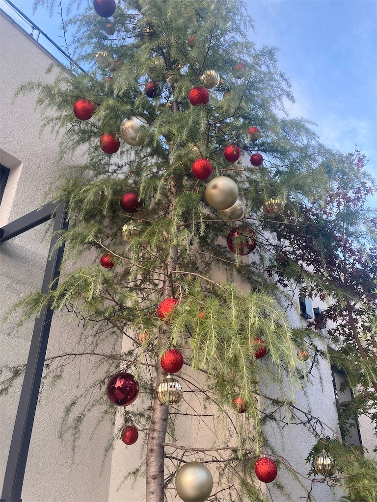 f:id:Magnoliarida:20221120000550j:image f:id:Magnoliarida:20221120000550j:image