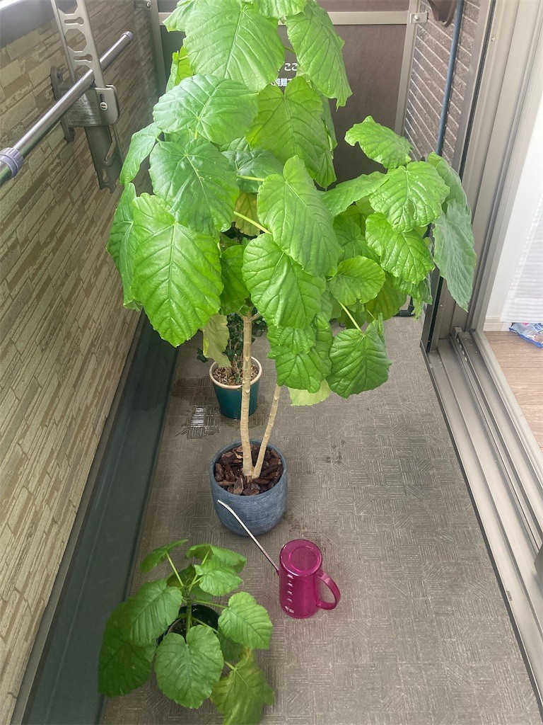 f:id:Magnoliarida:20221120090629j:image f:id:Magnoliarida:20221120090629j:image