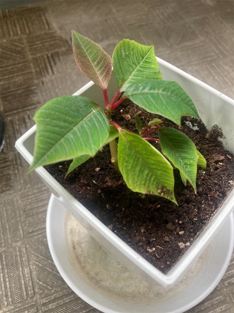 f:id:Magnoliarida:20221120090700j:image f:id:Magnoliarida:20221120090700j:image