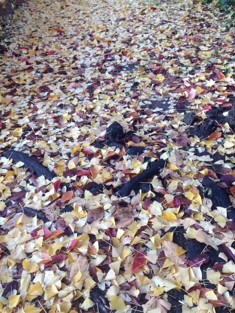 f:id:Magnoliarida:20221125230147j:image f:id:Magnoliarida:20221125230147j:image