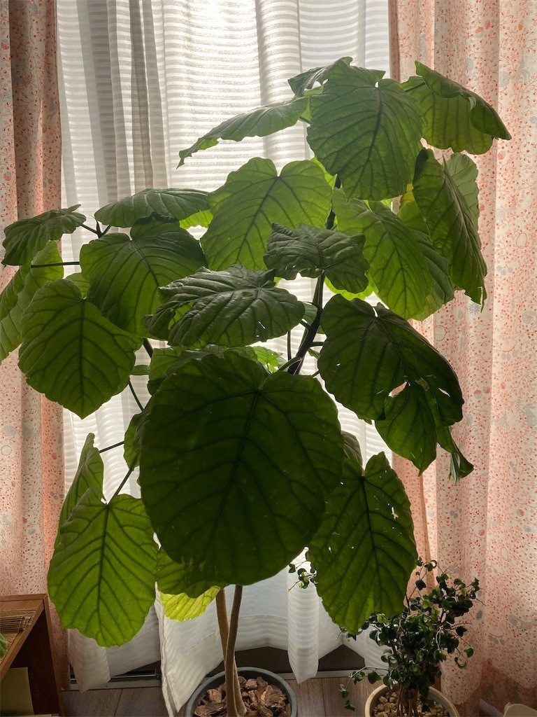 f:id:Magnoliarida:20221210095010j:image