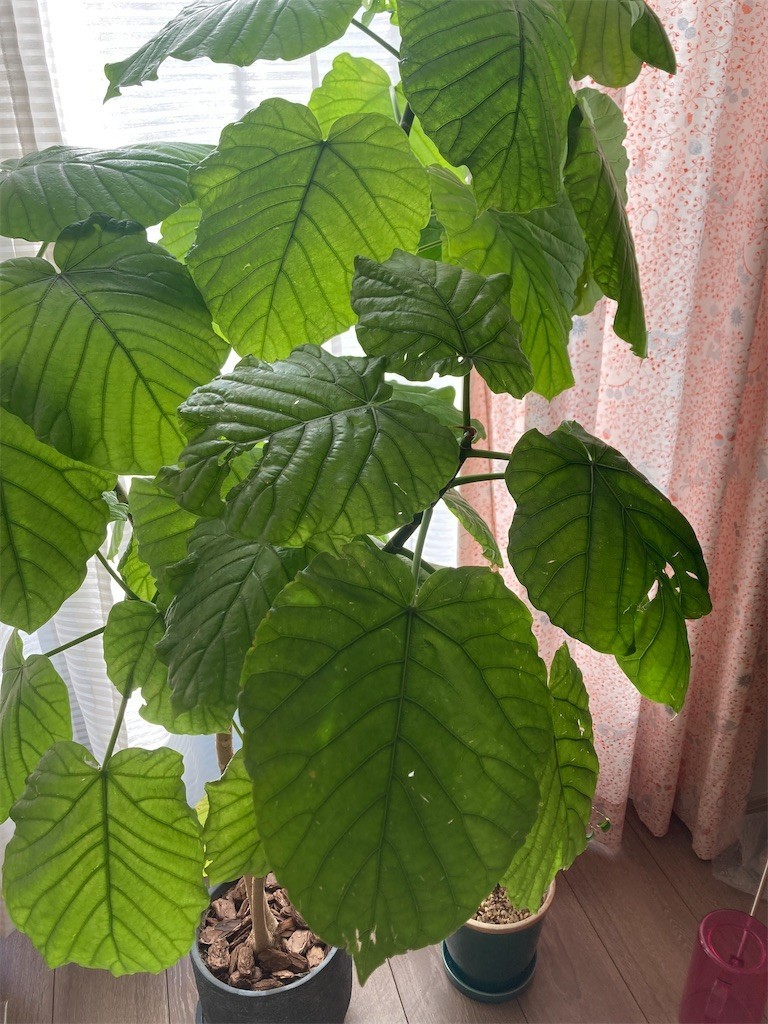 f:id:Magnoliarida:20221210095014j:image