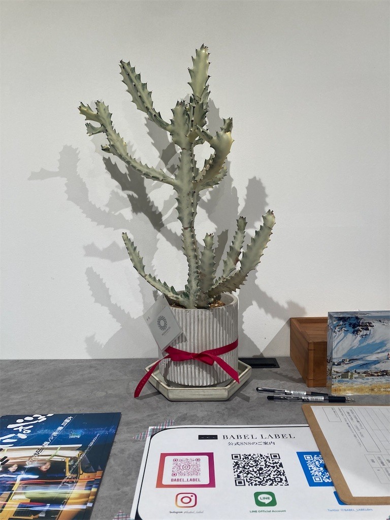 f:id:Magnoliarida:20221212024205j:image f:id:Magnoliarida:20221212024205j:image