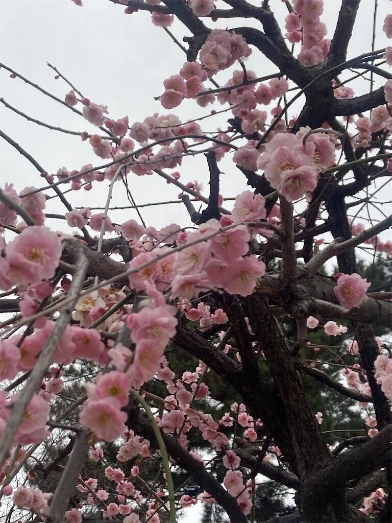 f:id:Magnoliarida:20230223083127j:image