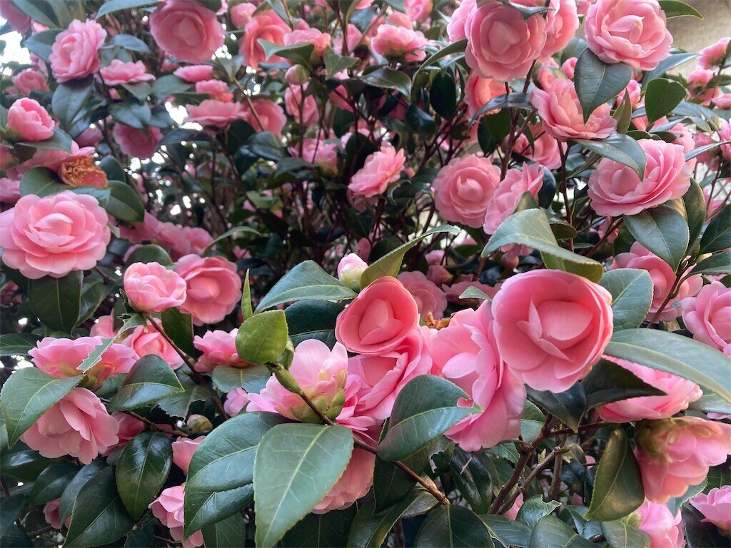 f:id:Magnoliarida:20230316082402j:image