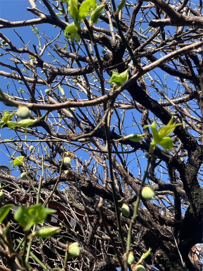 f:id:Magnoliarida:20230329083517j:image f:id:Magnoliarida:20230329083517j:image