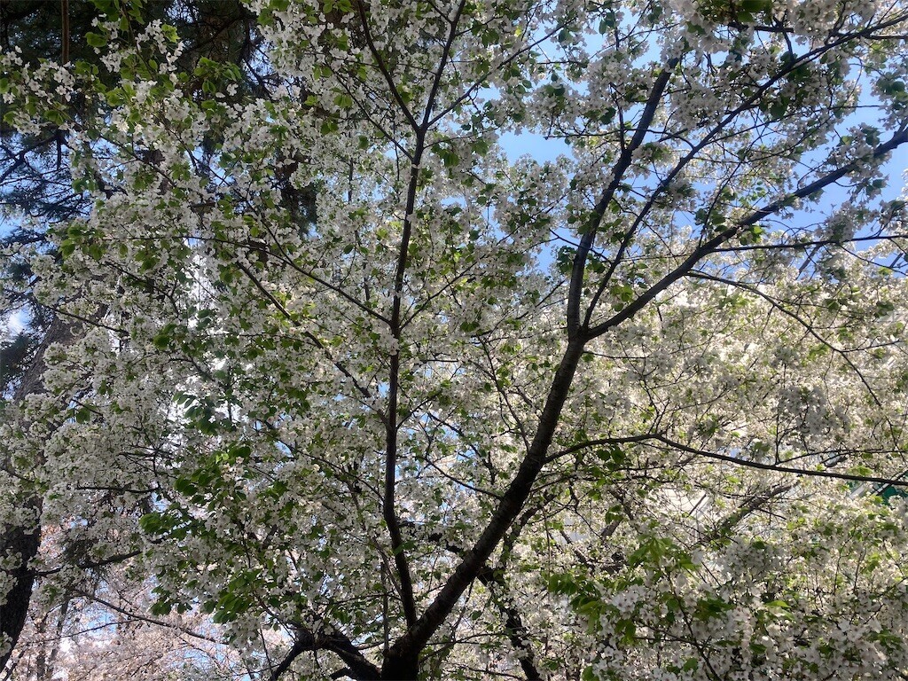 f:id:Magnoliarida:20230331071335j:image f:id:Magnoliarida:20230331071335j:image